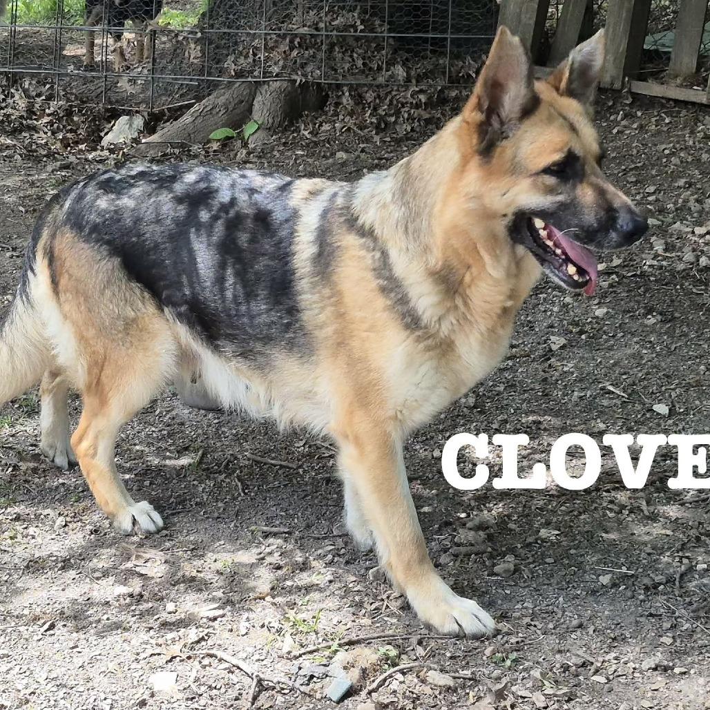 Honey 5/09/2026 (Clove), Adoptable, Adult Female German Shepherd Dog.
