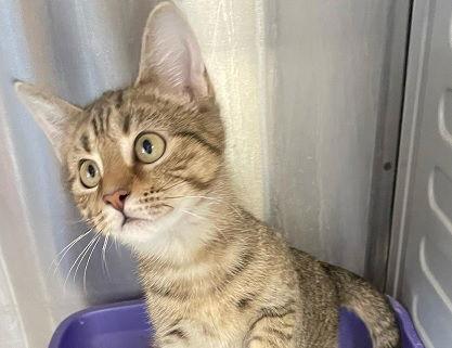 Paris, a Adoptable Domestic Short Hair in Massapequa, NY image 1/6