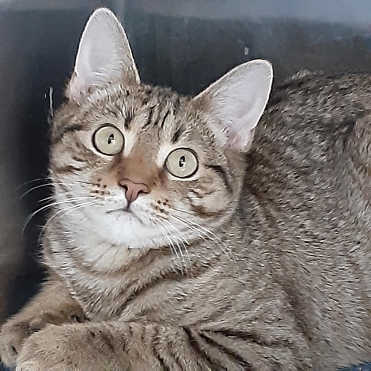 Paris, a Adoptable Domestic Short Hair in Massapequa, NY image 3/6