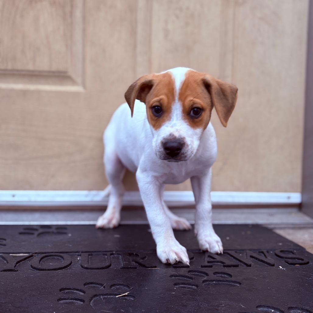 Enlarge Ciro, an adoptable mixed breed in Fenton, MI image 1/1