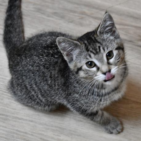 Tonya, Adoptable, Kitten Female American Shorthair.