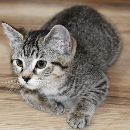 Tonya, a Adoptable American Shorthair in Johnson City, TN image 2/3