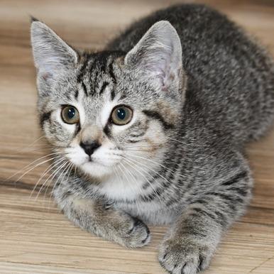 Tonya, a Adoptable American Shorthair in Johnson City, TN image 3/3