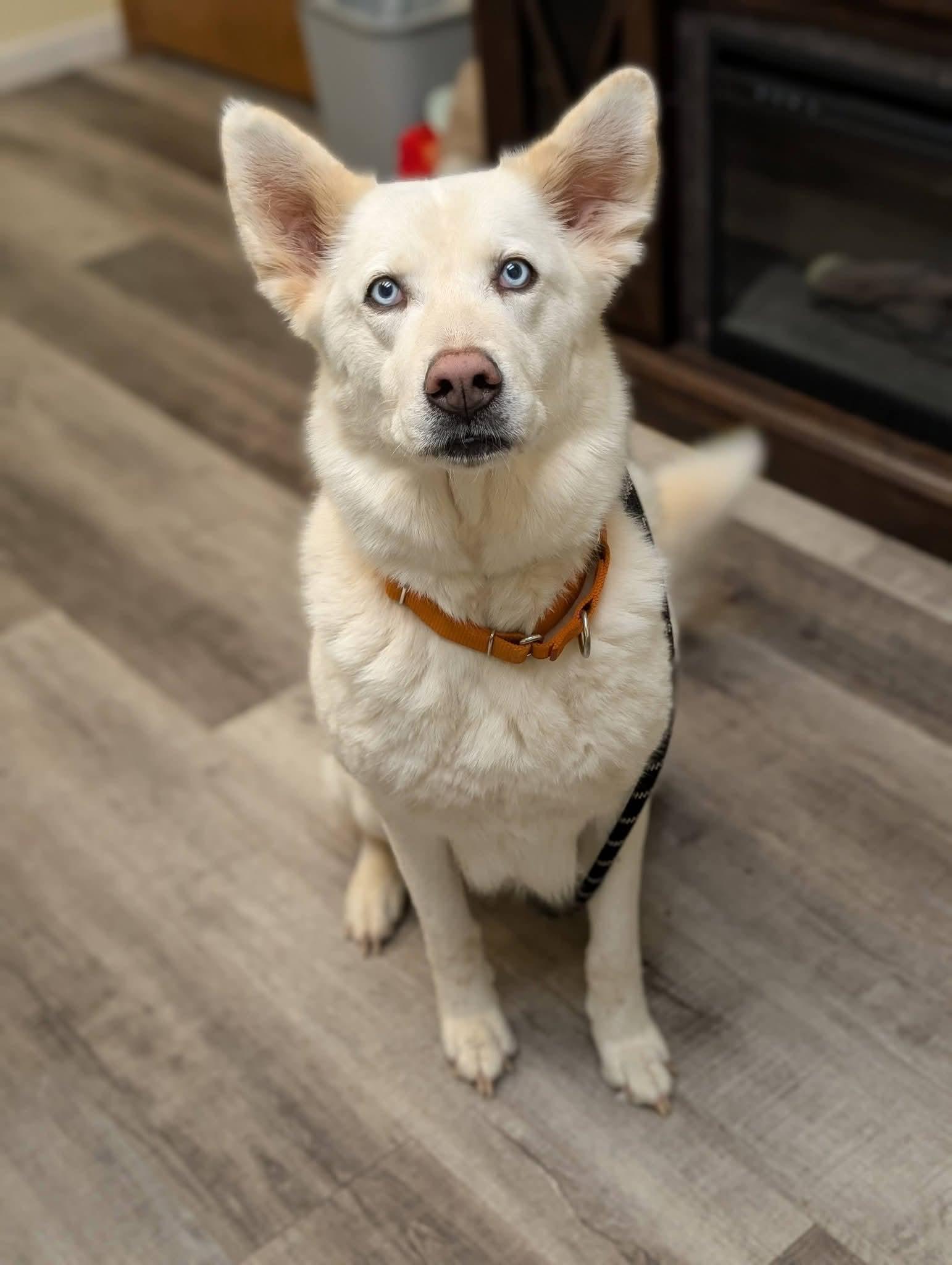 Enlarge DIVA 375, a Adopted mixed breed in Milwaukee, WI image 1/6