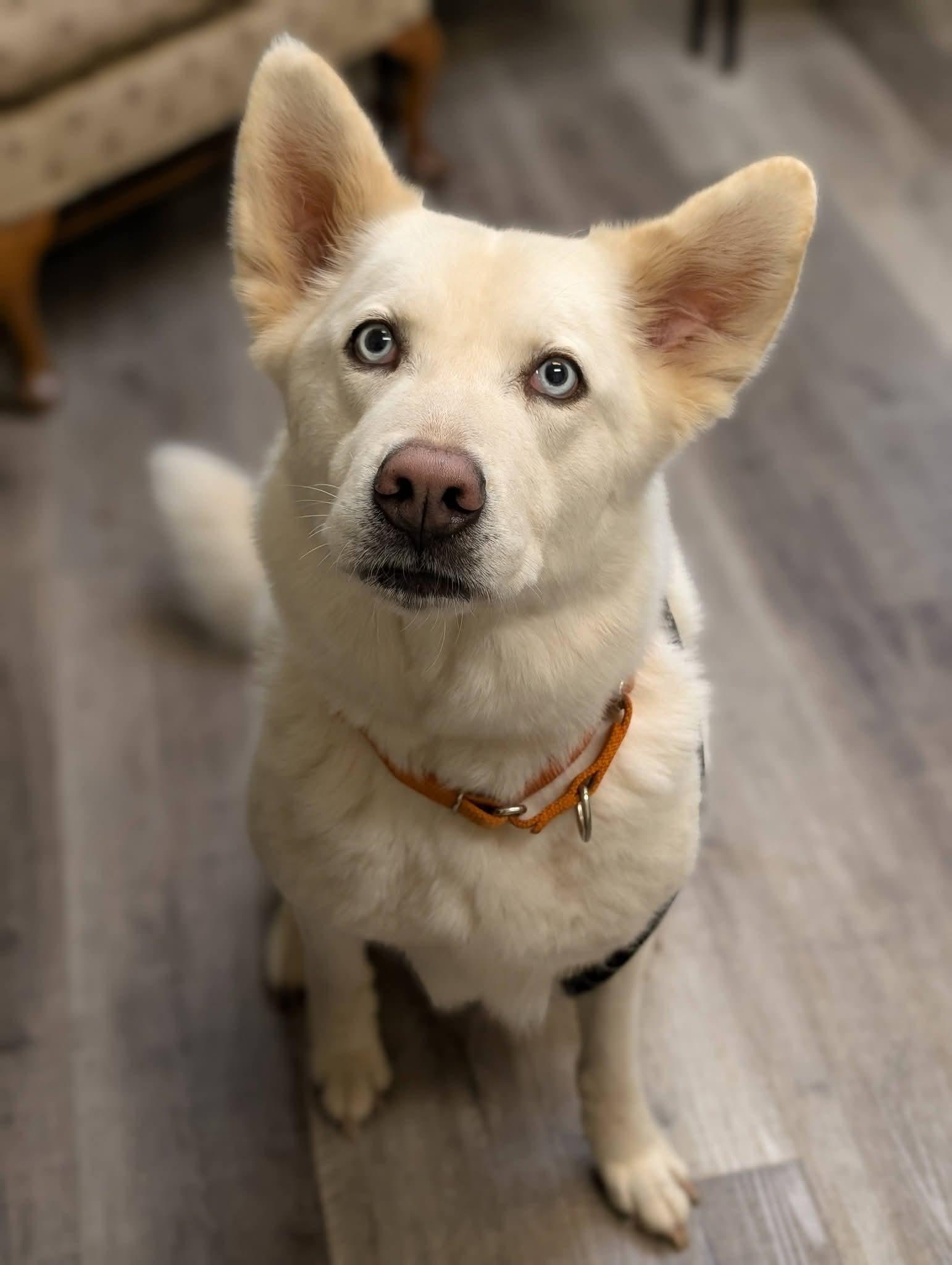 Enlarge DIVA 375, a Adopted mixed breed in Milwaukee, WI image 2/6