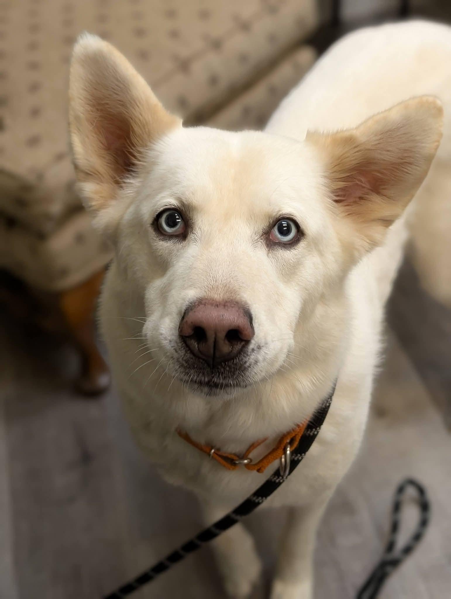 Enlarge DIVA 375, a Adopted mixed breed in Milwaukee, WI image 5/6
