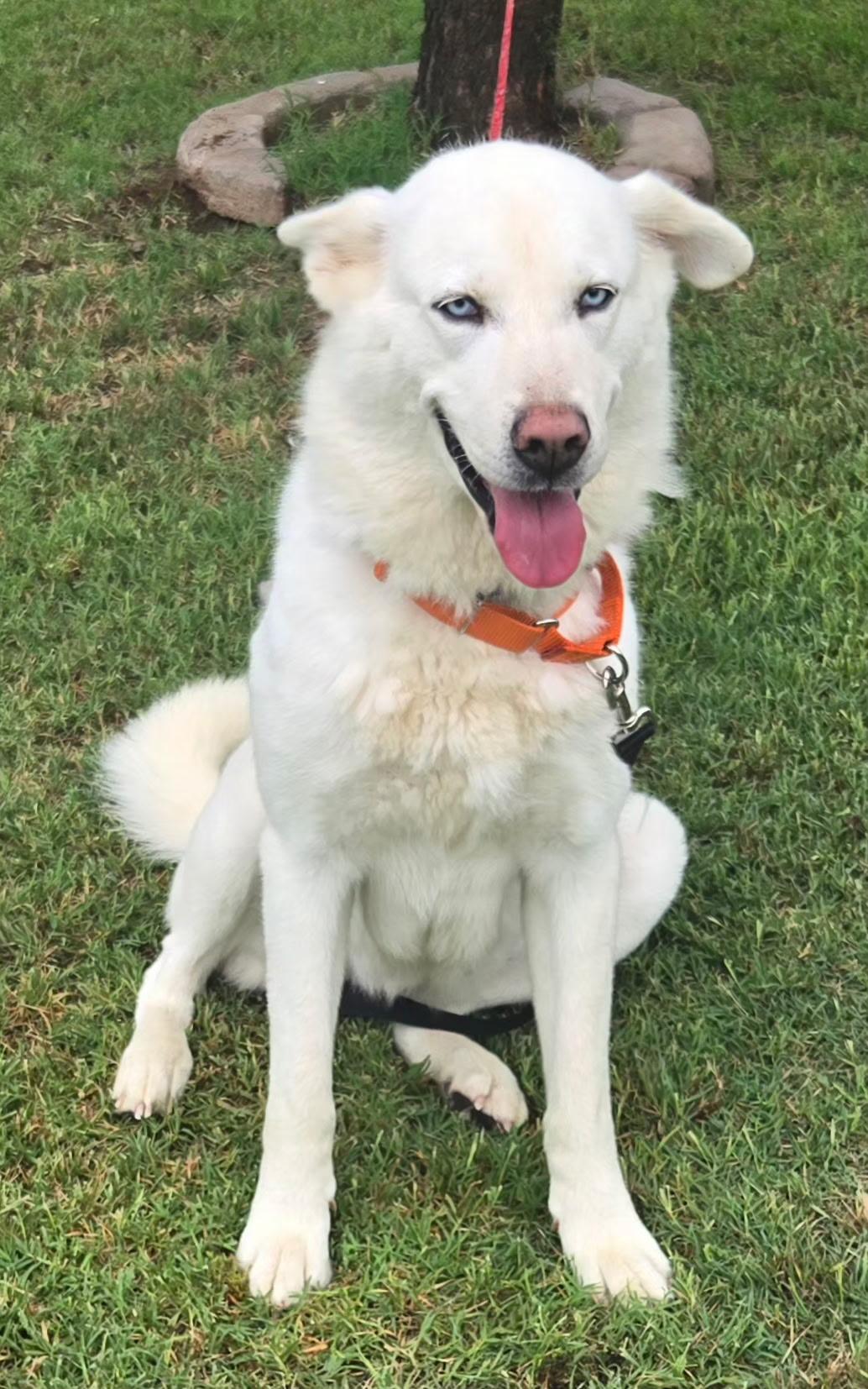 DIVA 375, an adoptable mixed breed in Milwaukee, WI image 3/5