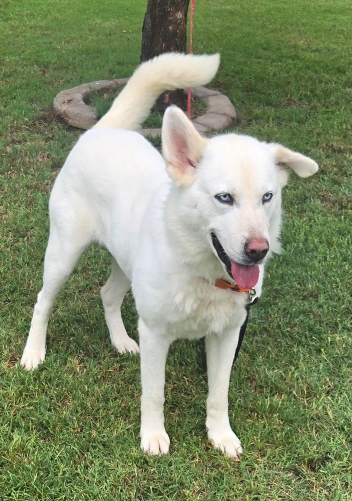 DIVA 375, an adoptable mixed breed in Milwaukee, WI image 4/5
