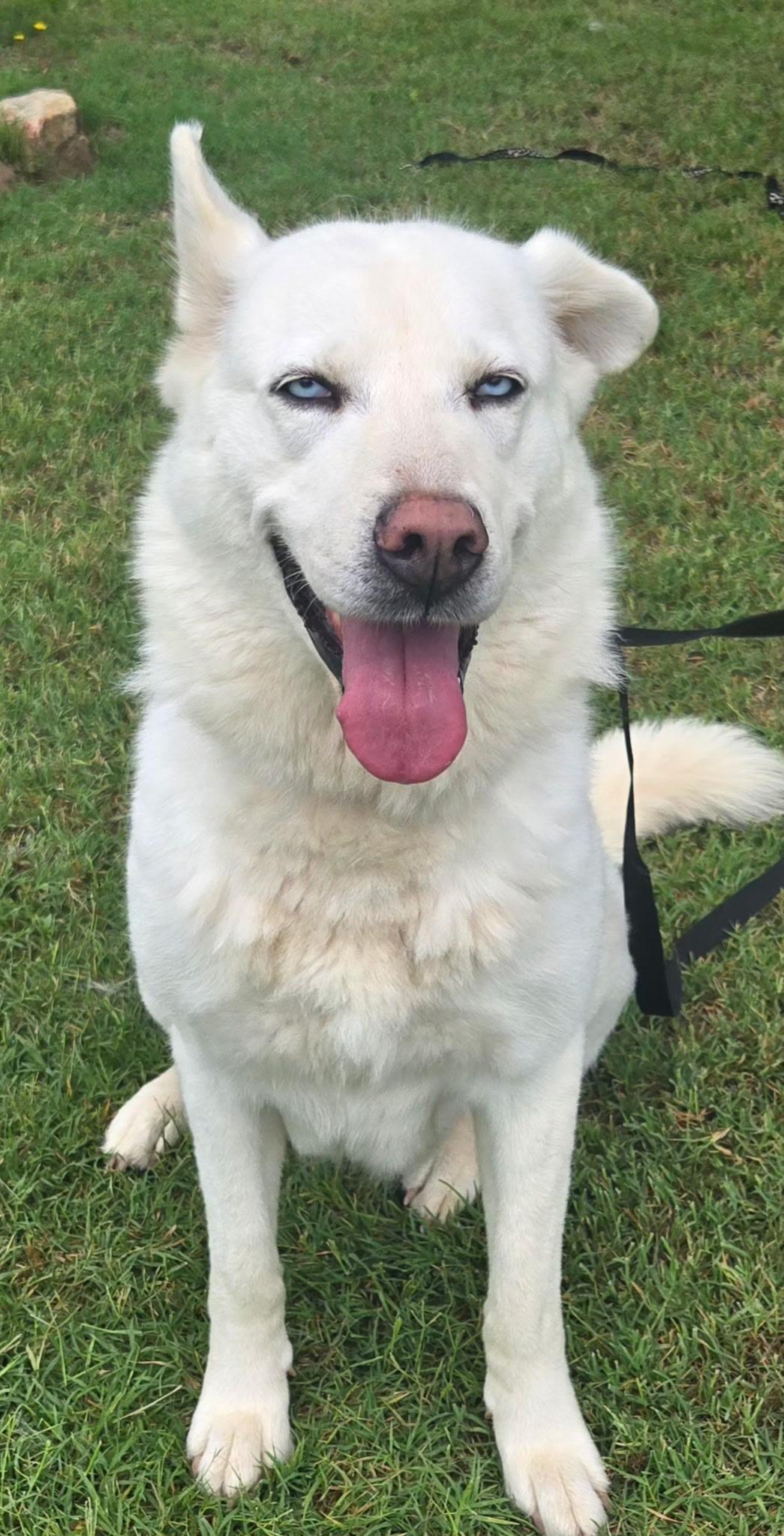 DIVA 375, an adoptable mixed breed in Milwaukee, WI image 5/5