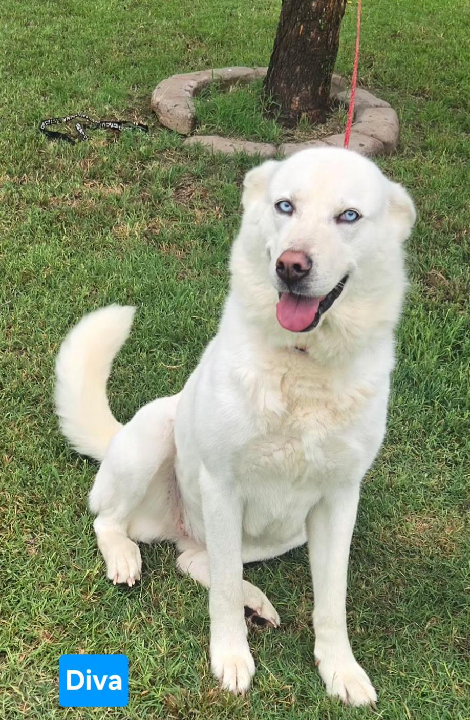 DIVA 375, an adoptable mixed breed in Milwaukee, WI image 1/5