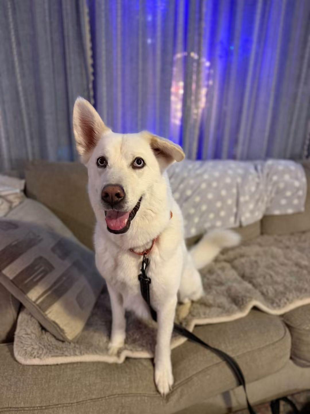 Enlarge DIVA 375, a Adoptable mixed breed in Milwaukee, WI image 5/6