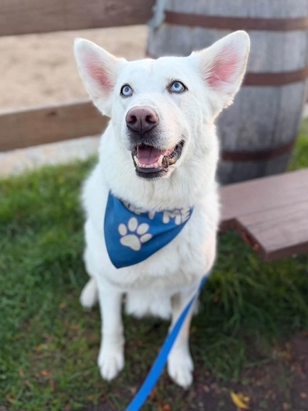 Enlarge DIVA 375, a Adoptable mixed breed in Milwaukee, WI image 1/6