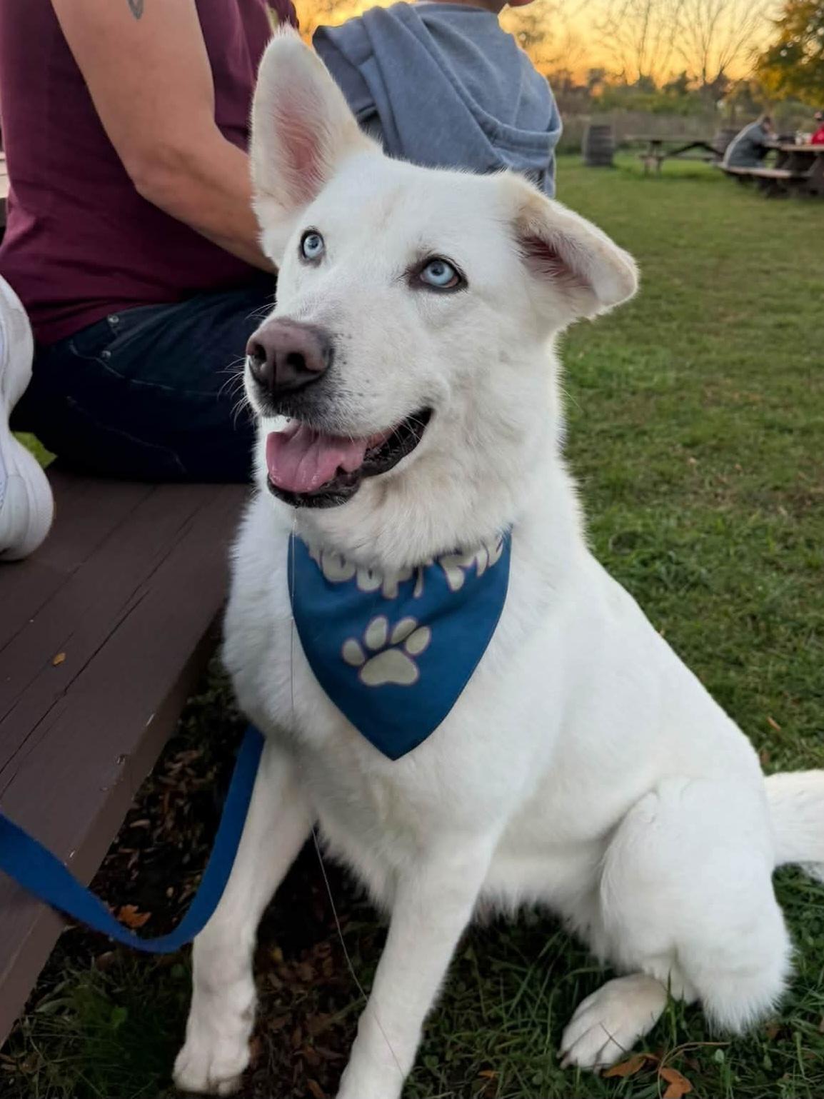 Enlarge DIVA 375, a Adoptable mixed breed in Milwaukee, WI image 2/6