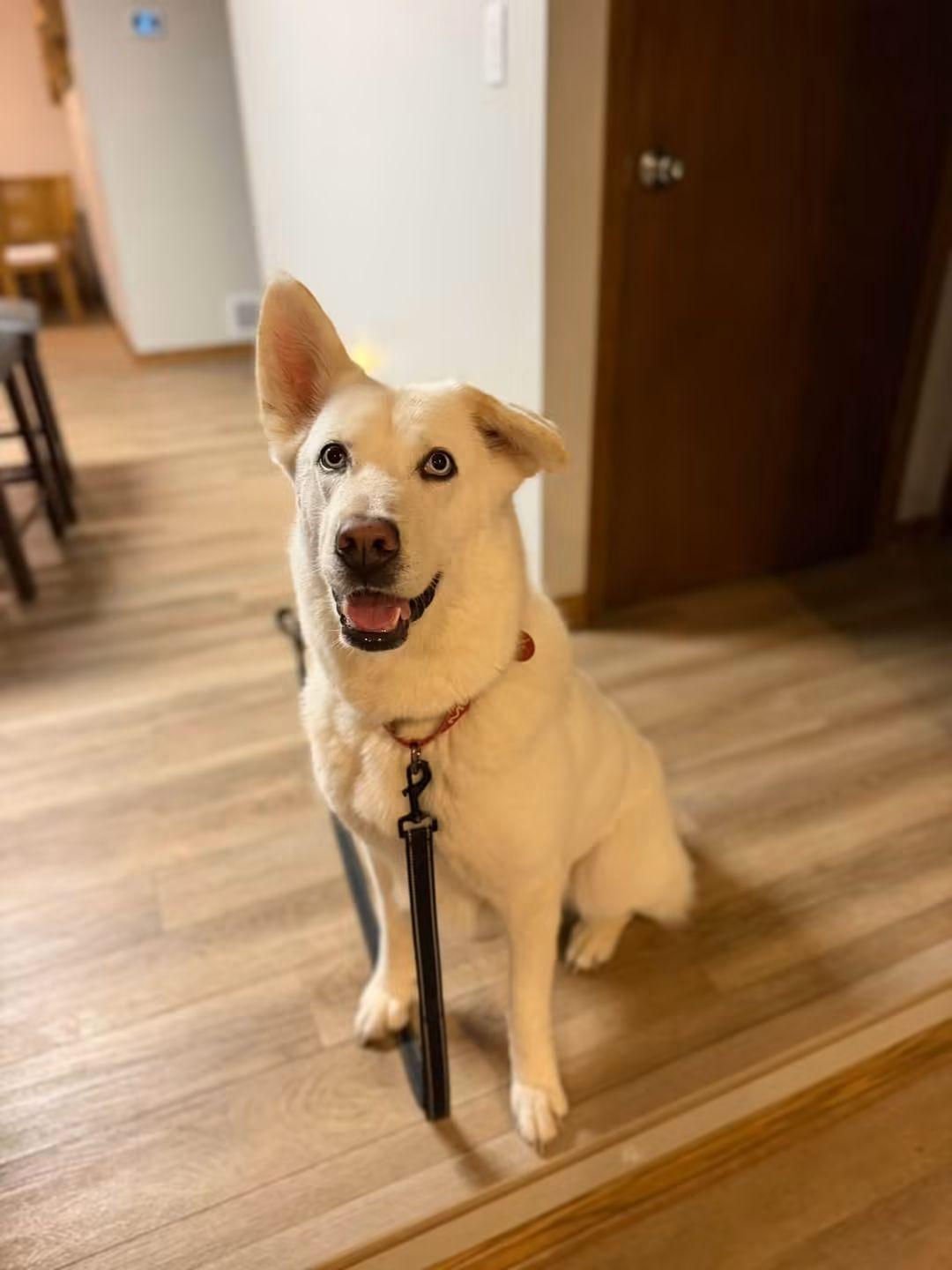 Enlarge DIVA 375, a Adoptable mixed breed in Milwaukee, WI image 4/6