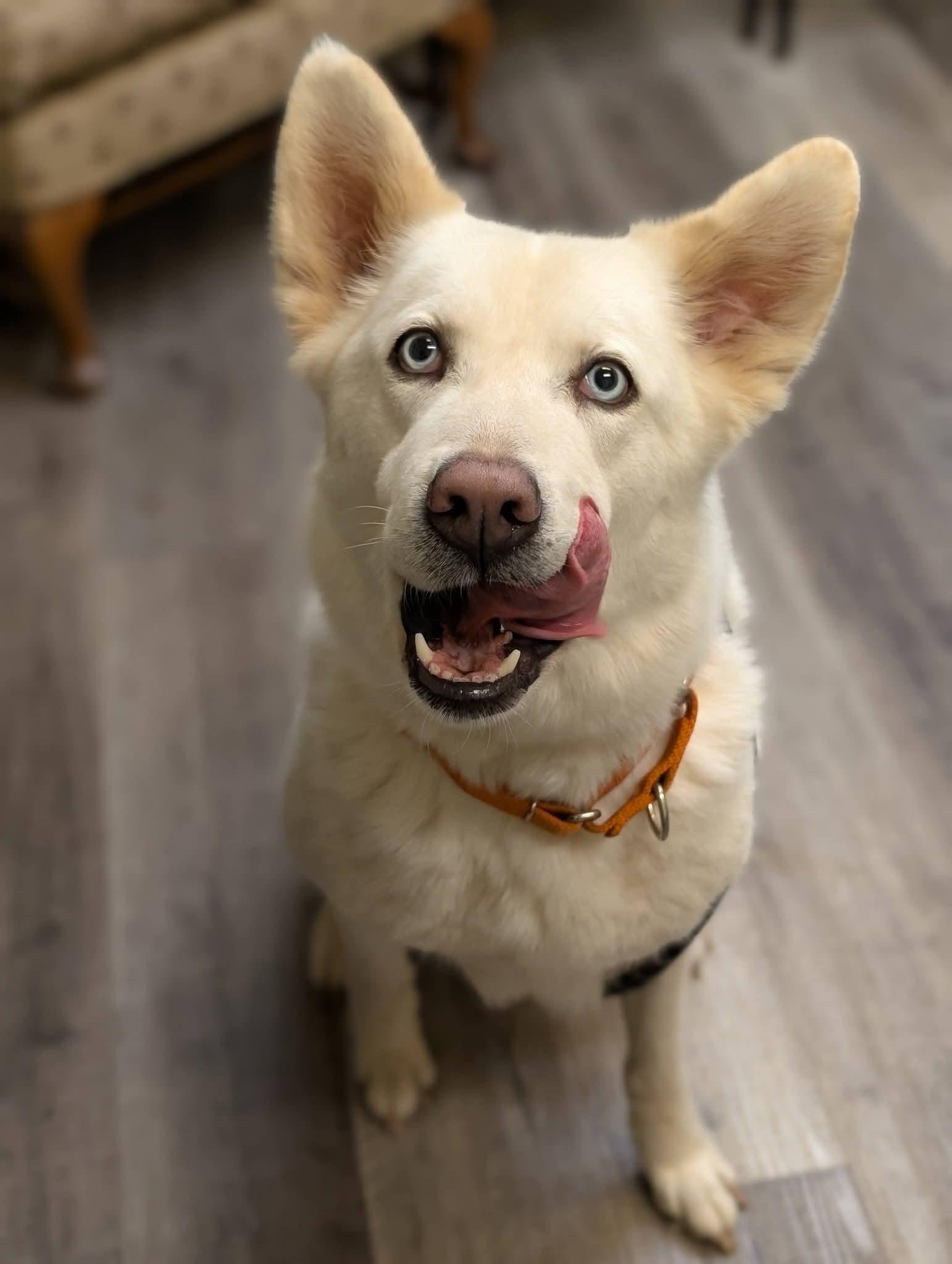 Enlarge DIVA 375, a Adopted mixed breed in Milwaukee, WI image 6/6
