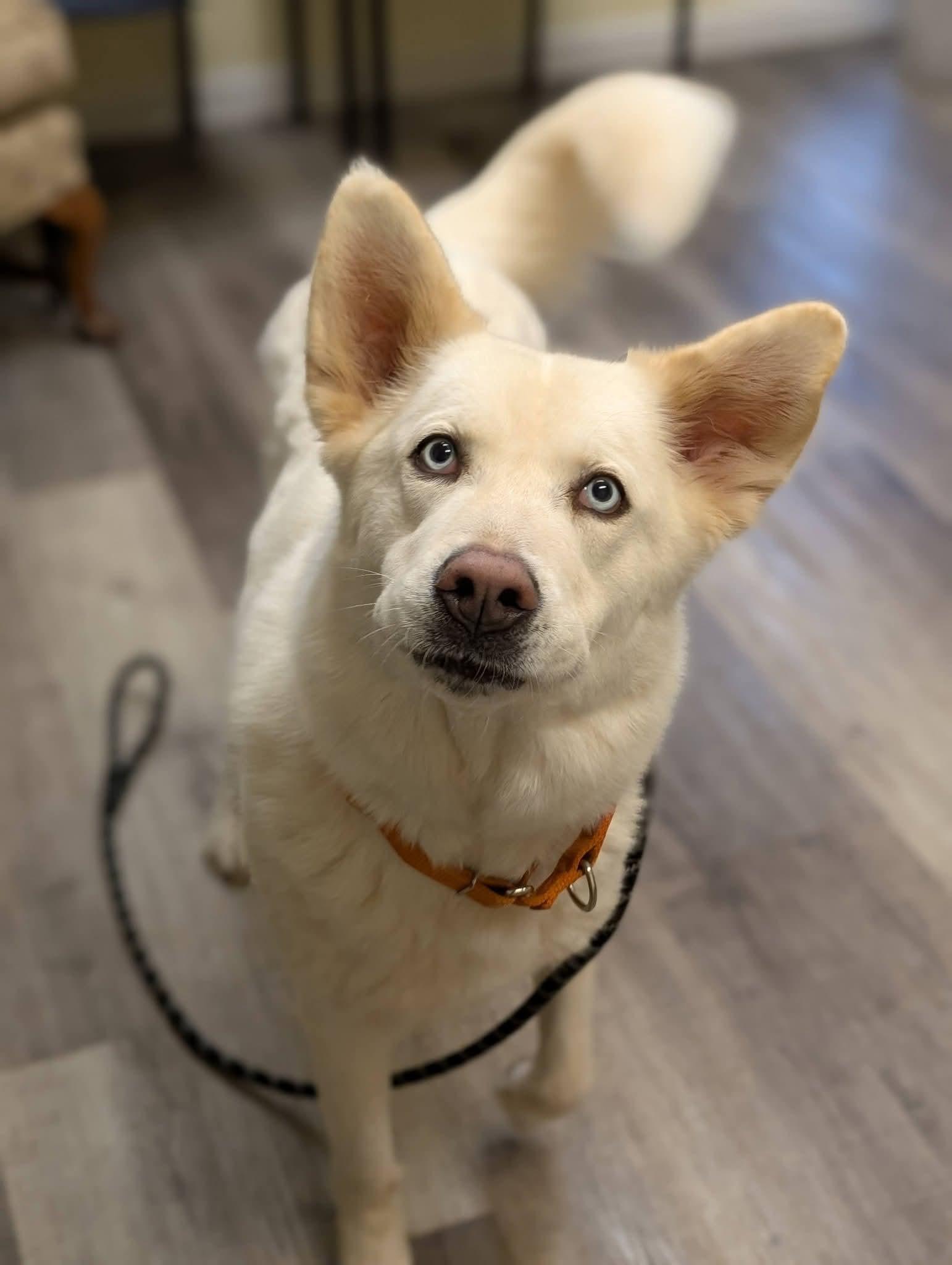 Enlarge DIVA 375, a Adopted mixed breed in Milwaukee, WI image 4/6