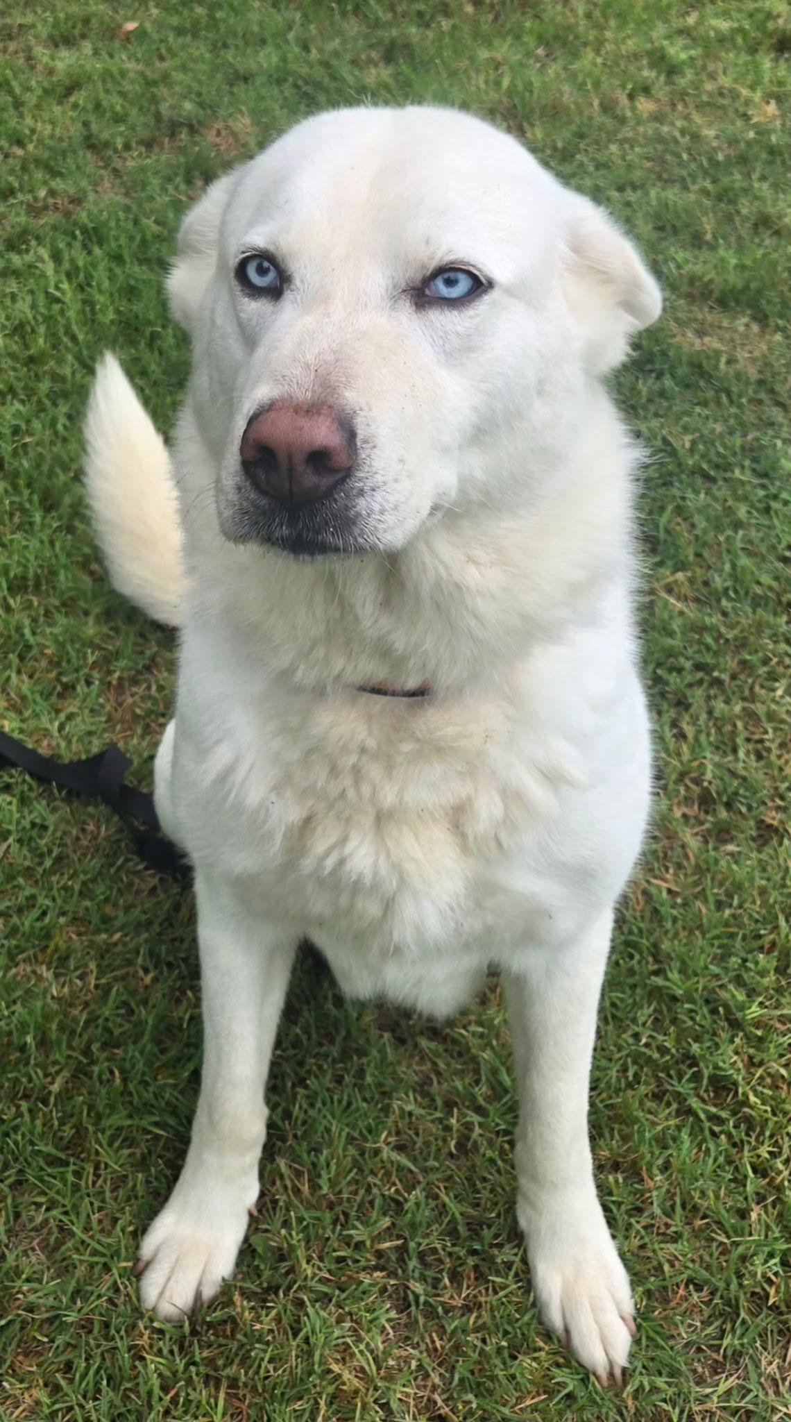 DIVA 375, an adoptable mixed breed in Milwaukee, WI image 2/5