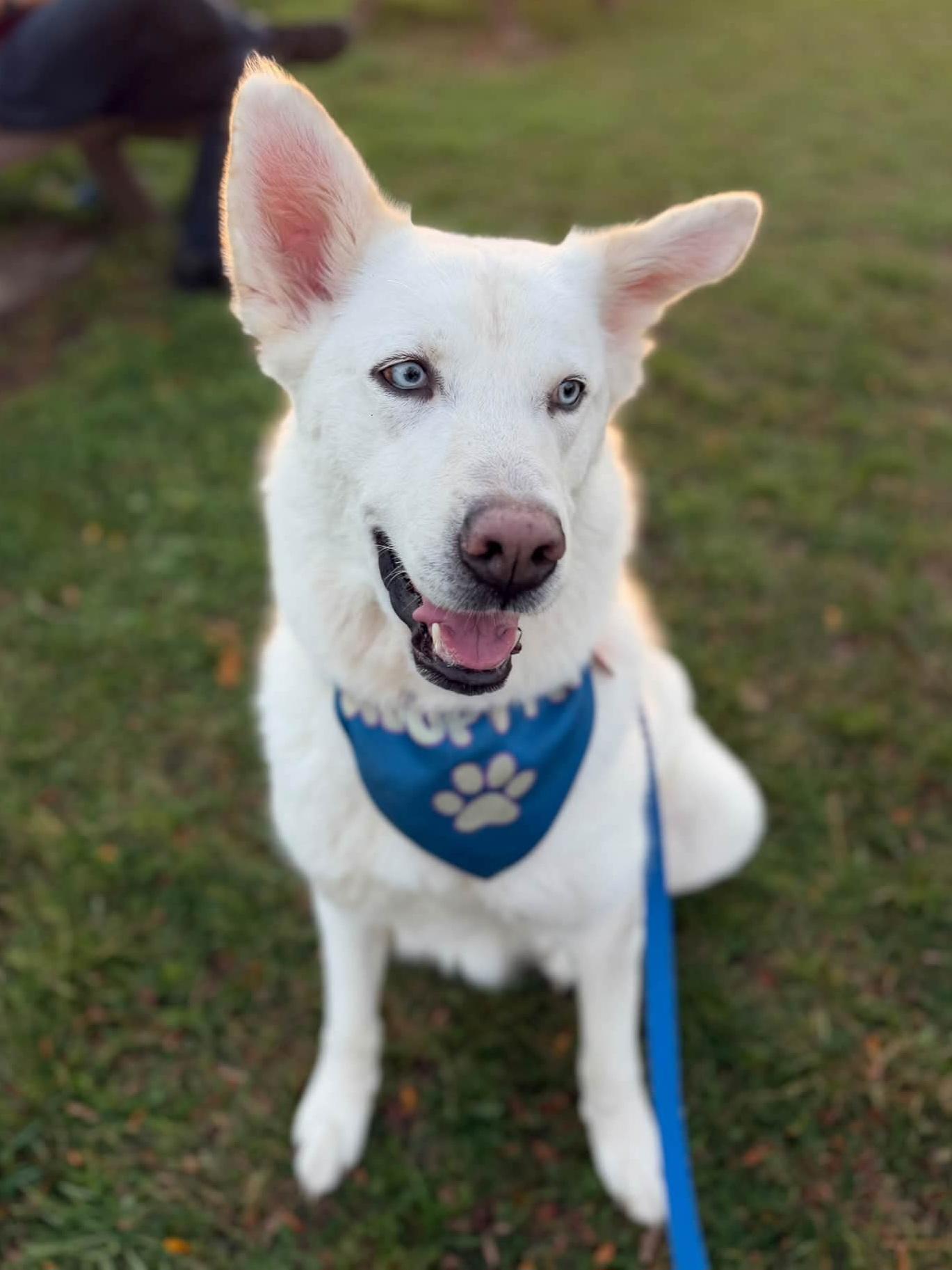Enlarge DIVA 375, a Adoptable mixed breed in Milwaukee, WI image 3/6