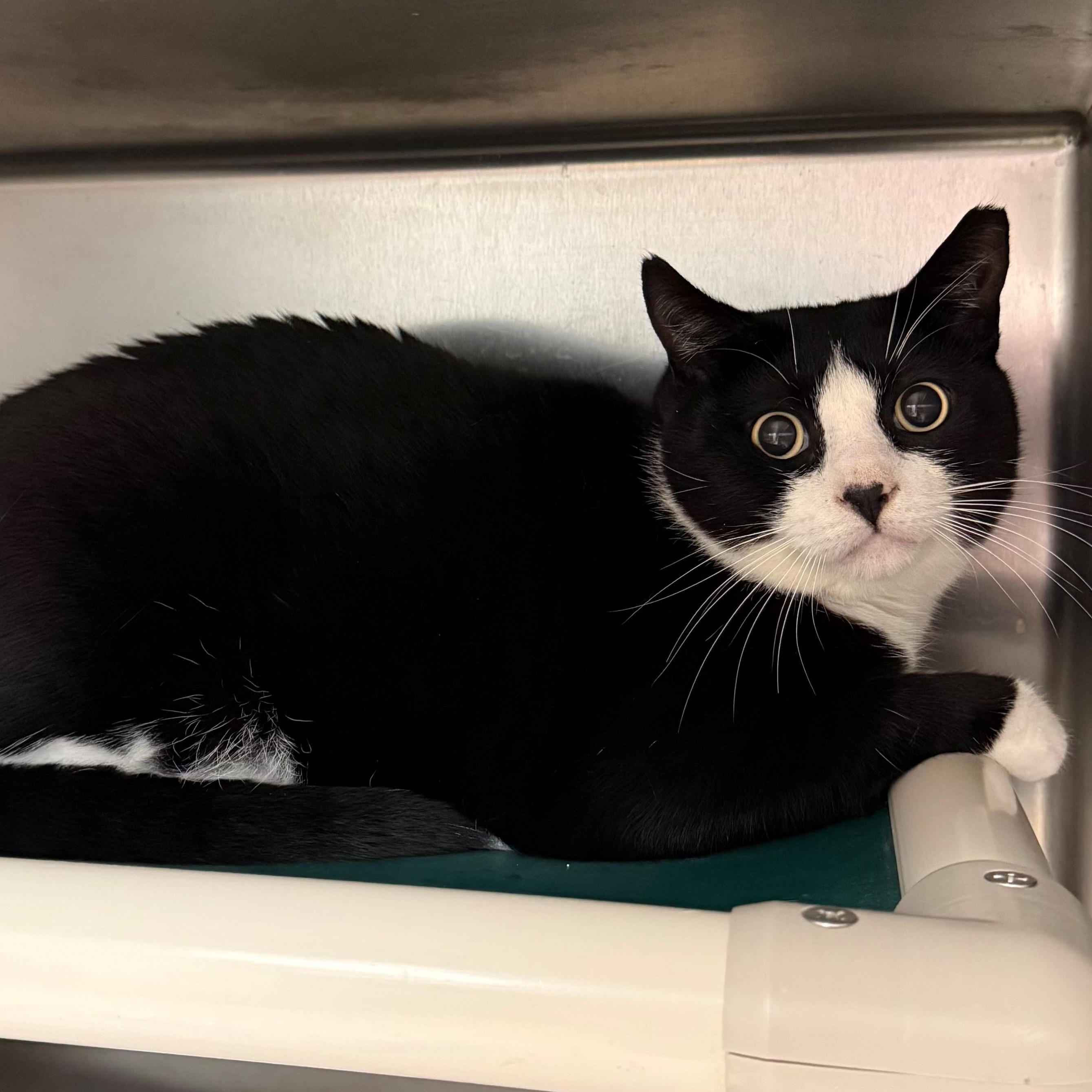 Boogie Bear, ADOPTABLE, Adult Male Domestic Short Hair.