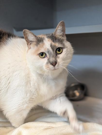 Sprite, Adoptable, Young Female Domestic Short Hair & Domestic Short Hair.