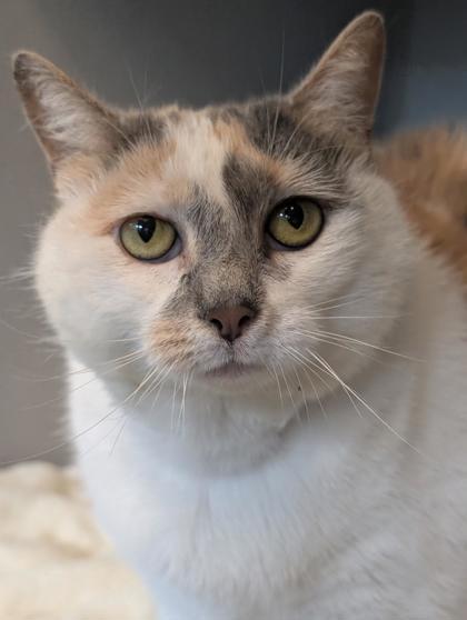 Sprite, a Adoptable Domestic Short Hair in Bensalem, PA image 2/3