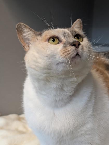 Sprite, a Adoptable Domestic Short Hair in Bensalem, PA image 3/3