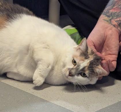 Sprite, Adoptable, Young Female Domestic Short Hair & Domestic Short Hair.