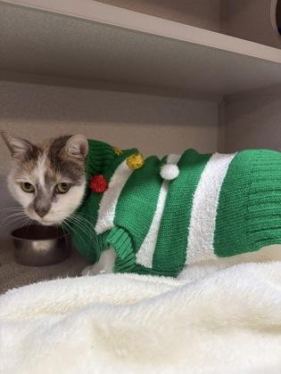 Enlarge Sprite, a Adoptable Domestic Short Hair in Bensalem, PA image 3/3