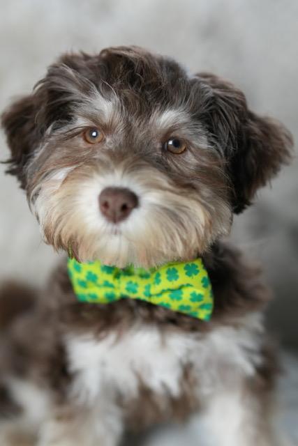 Clooney, ADOPTABLE, Puppy Male Havanese.