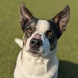 Marg, Adult Male Jack Russell Terrier