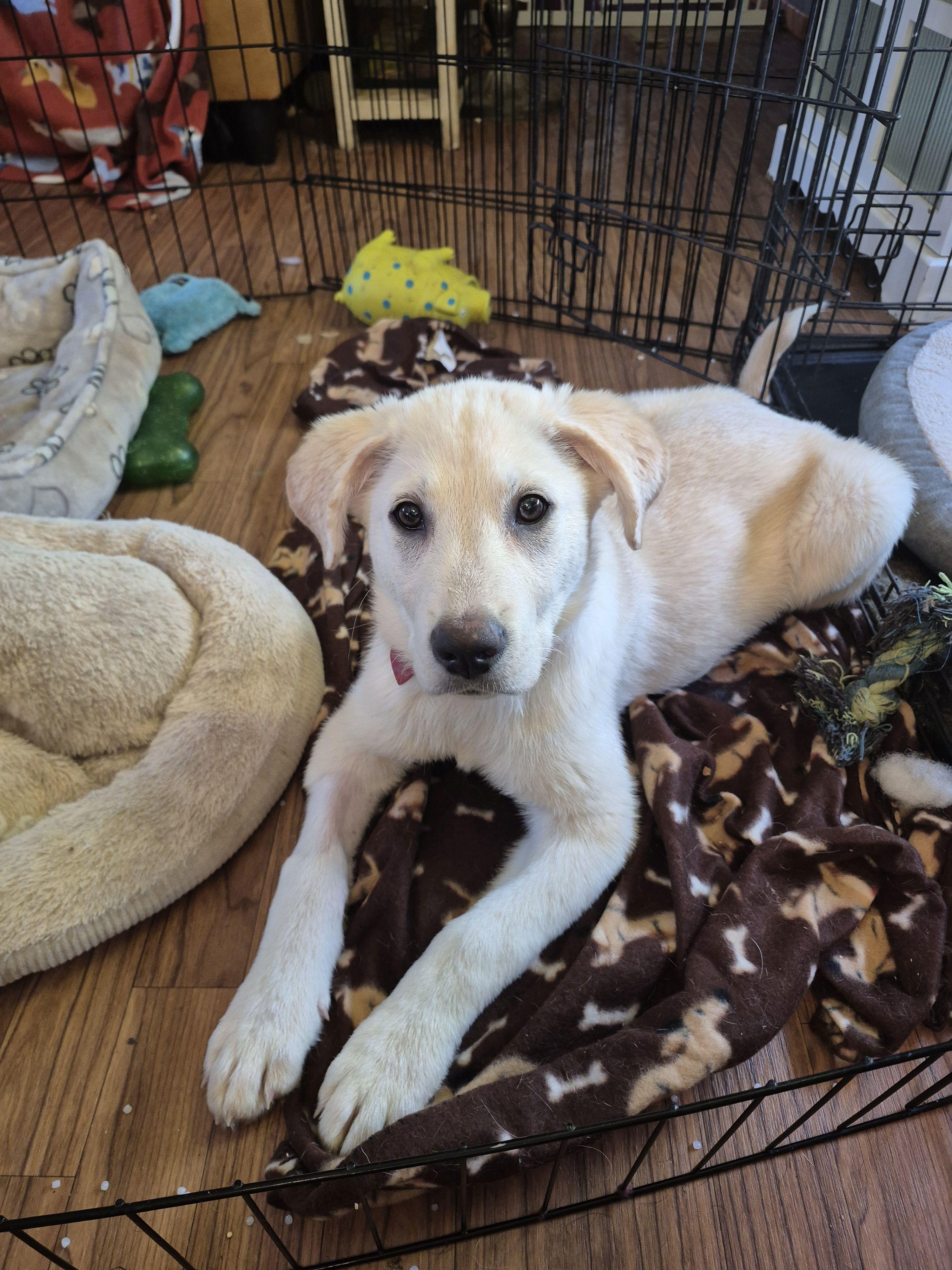 Abbey Rd, a ADOPTABLE mixed breed in Byron, IL image 1/5