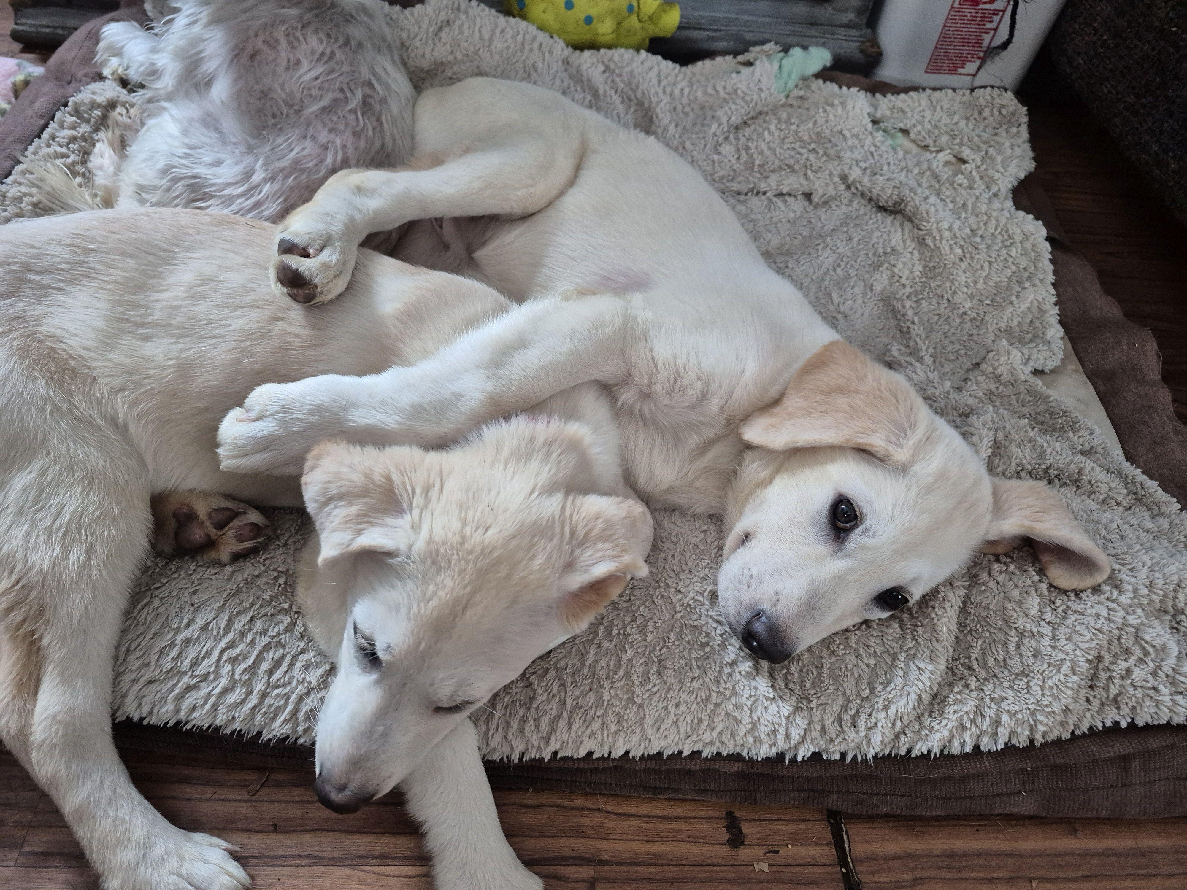 Abbey Rd, a ADOPTABLE mixed breed in Byron, IL image 3/5