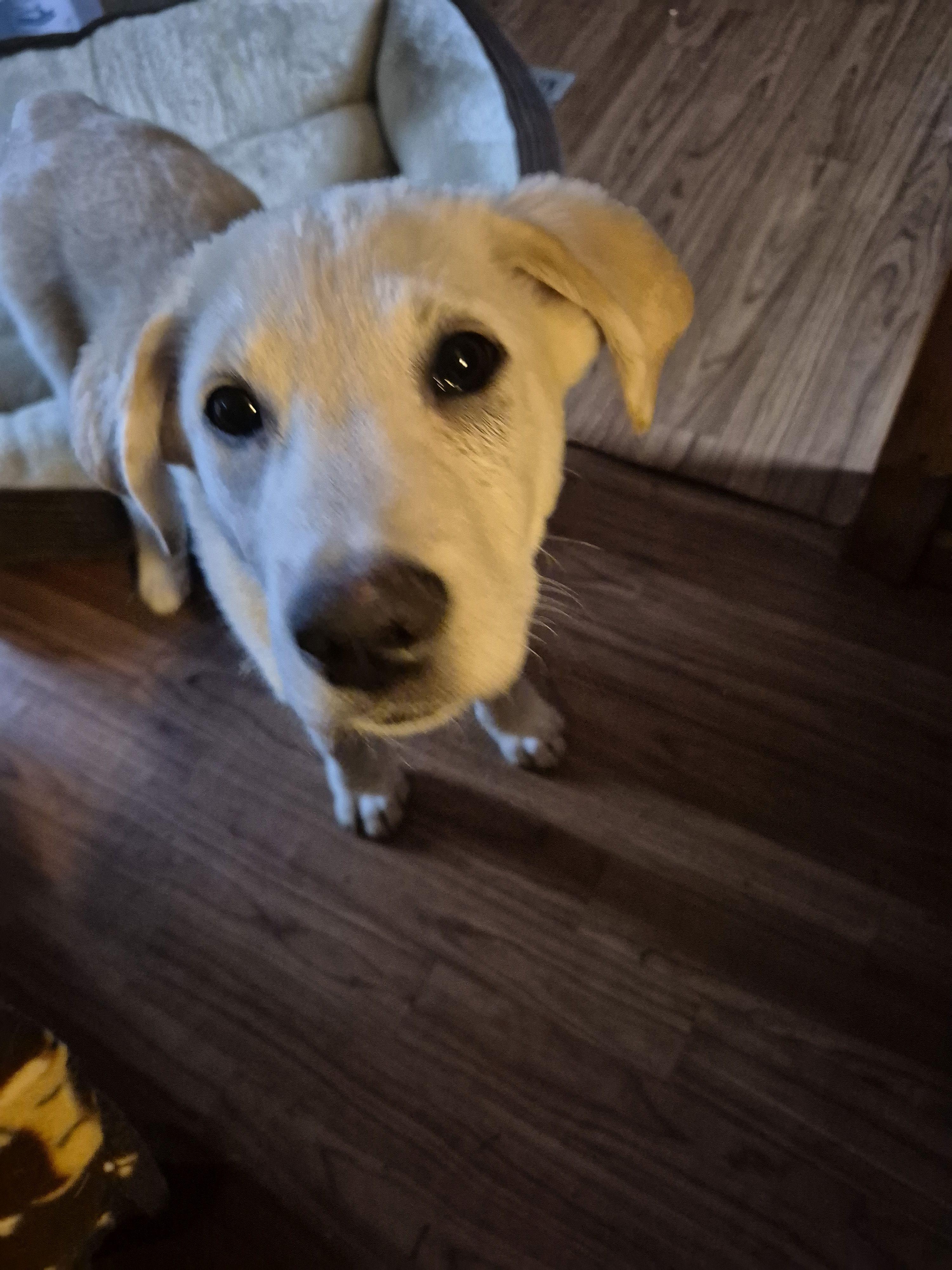 Abbey Rd, a ADOPTABLE mixed breed in Byron, IL image 4/5