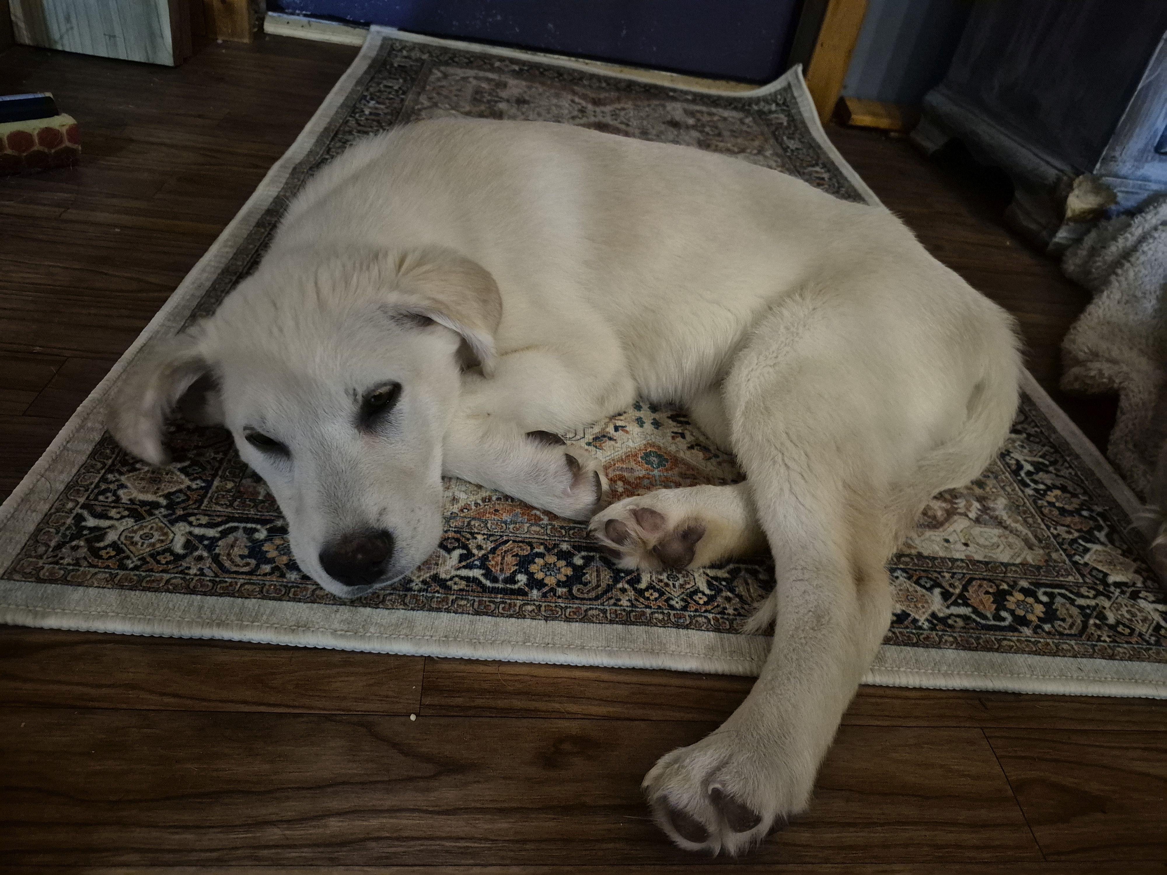 Abbey Rd, a ADOPTABLE mixed breed in Byron, IL image 5/5