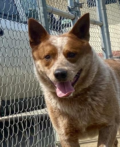 Enlarge Copper, a ADOPTABLE Australian Cattle Dog / Blue Heeler in Glasgow, KY image 1/3