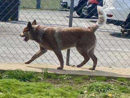 Enlarge Copper, a ADOPTABLE Australian Cattle Dog / Blue Heeler in Glasgow, KY image 2/3