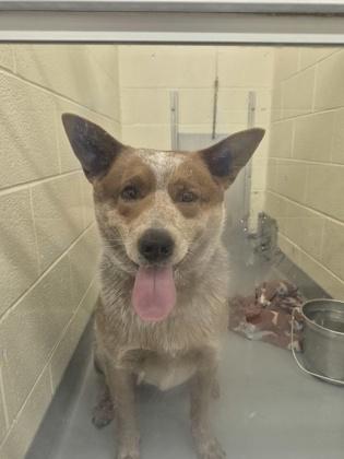 Enlarge Copper, a ADOPTABLE Australian Cattle Dog / Blue Heeler in Glasgow, KY image 3/3