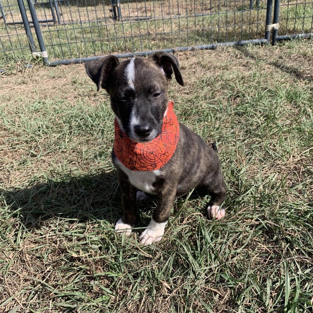 Moth Man, Adoptable, Puppy Male Labrador Retriever.