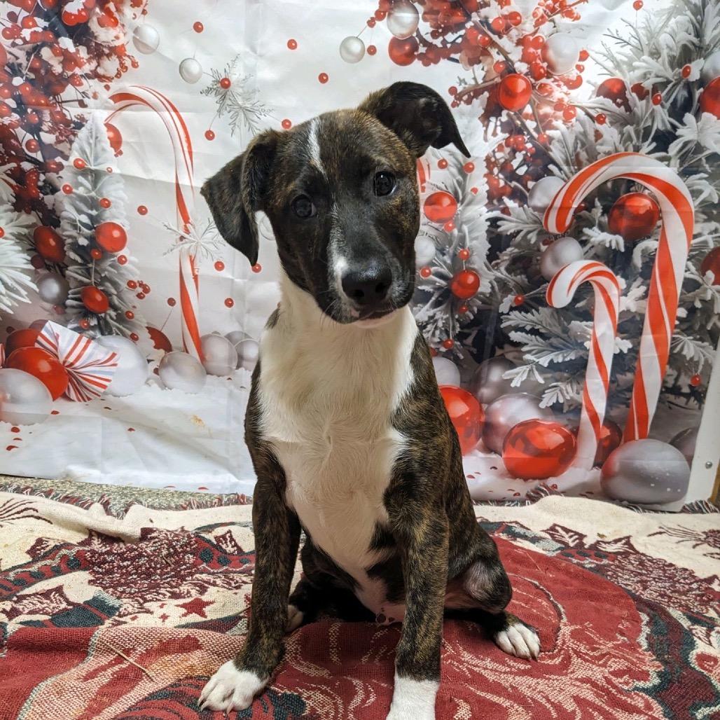 Enlarge Moth Man, a Adoptable Labrador Retriever in Hattiesburg, MS image 3/5