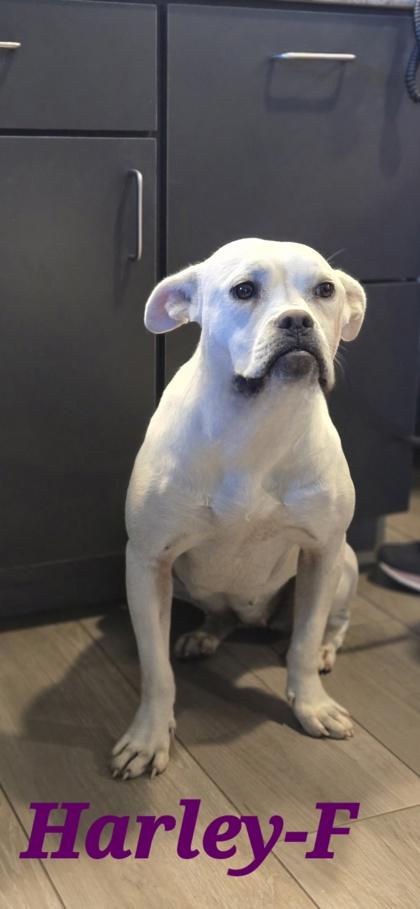 Enlarge Harley, a Adoptable mixed breed in Guntersville, AL image 1/2