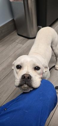 Enlarge Harley, a Adoptable mixed breed in Guntersville, AL image 2/2