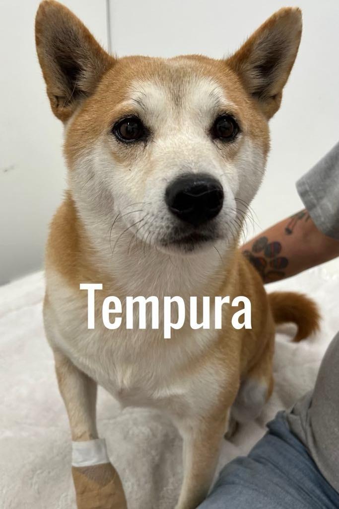 Enlarge Tempura, a Adoptable Shiba Inu in Jacksonville, IL image 1/1