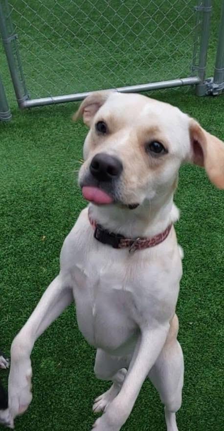Fuana, Adoptable, Young Female Labrador Retriever.