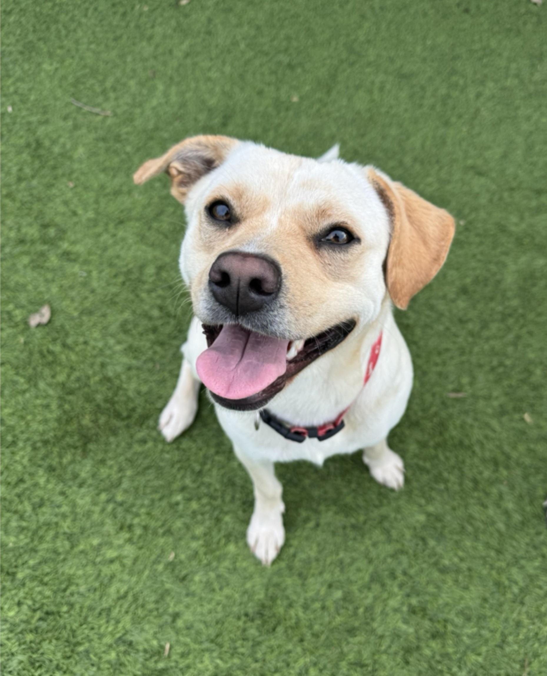 Enlarge Fauna, a Adoptable mixed breed in Oklahoma City, OK image 1/6