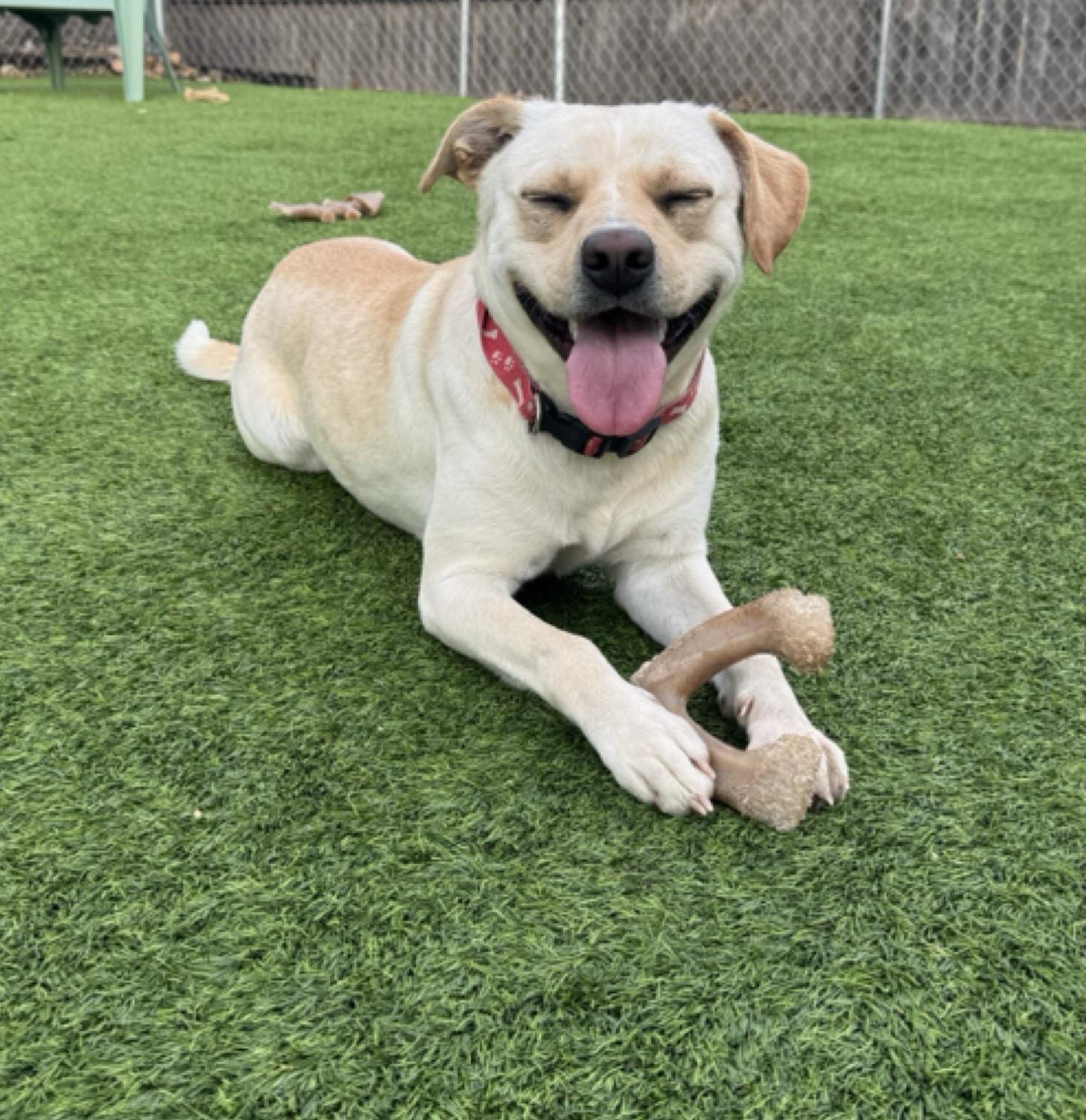 Enlarge Fauna, a Adoptable mixed breed in Oklahoma City, OK image 2/6
