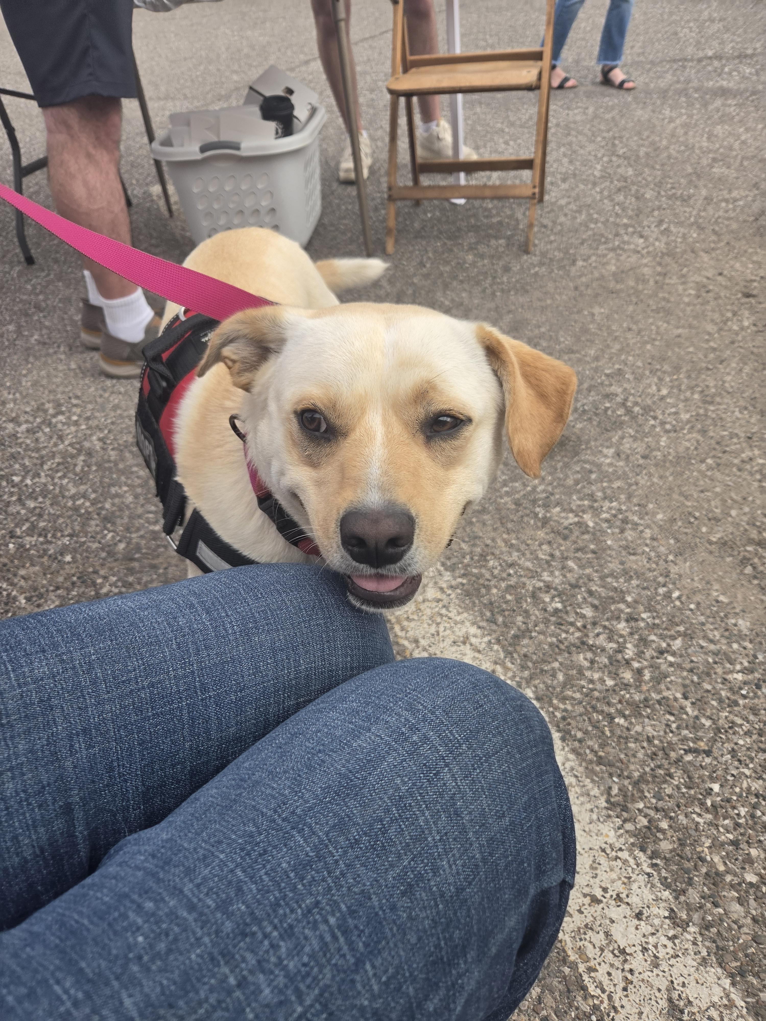 Enlarge Fauna, a Adoptable mixed breed in Oklahoma City, OK image 6/6