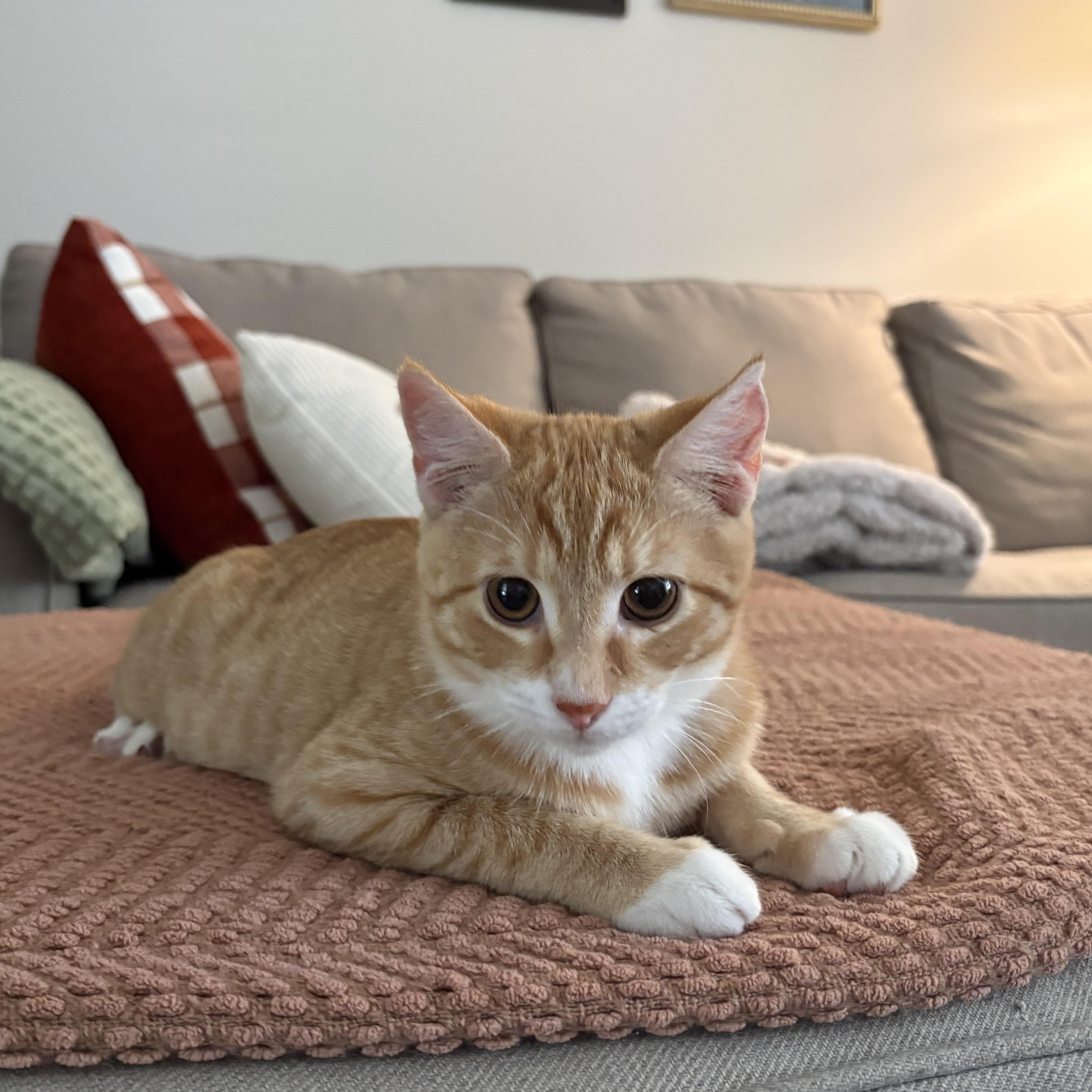 Enlarge Crush, a Adoptable Domestic Short Hair in Mississippi State, MS image 2/6
