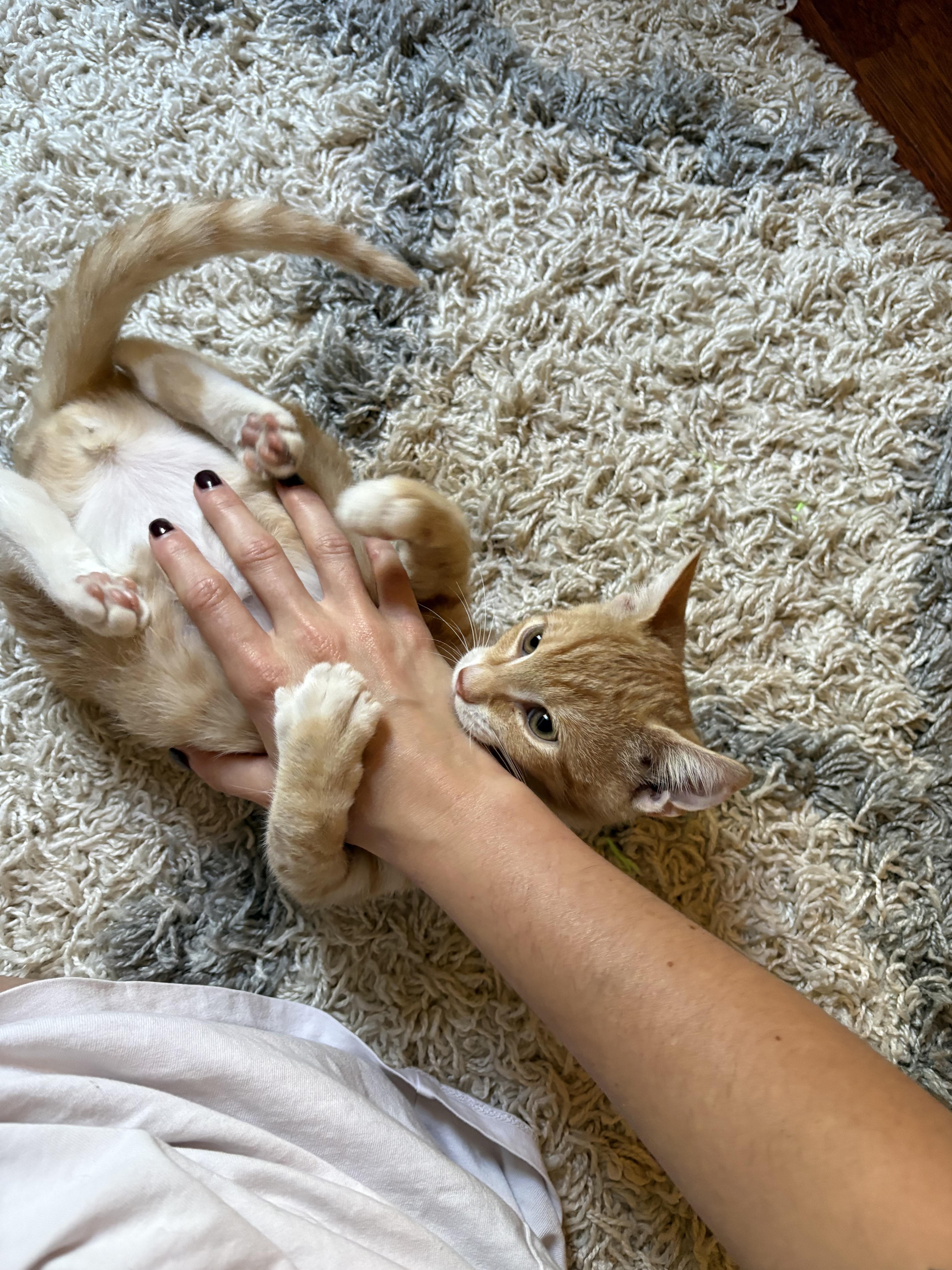 Enlarge Crush, a Adoptable Domestic Short Hair in Mississippi State, MS image 3/6