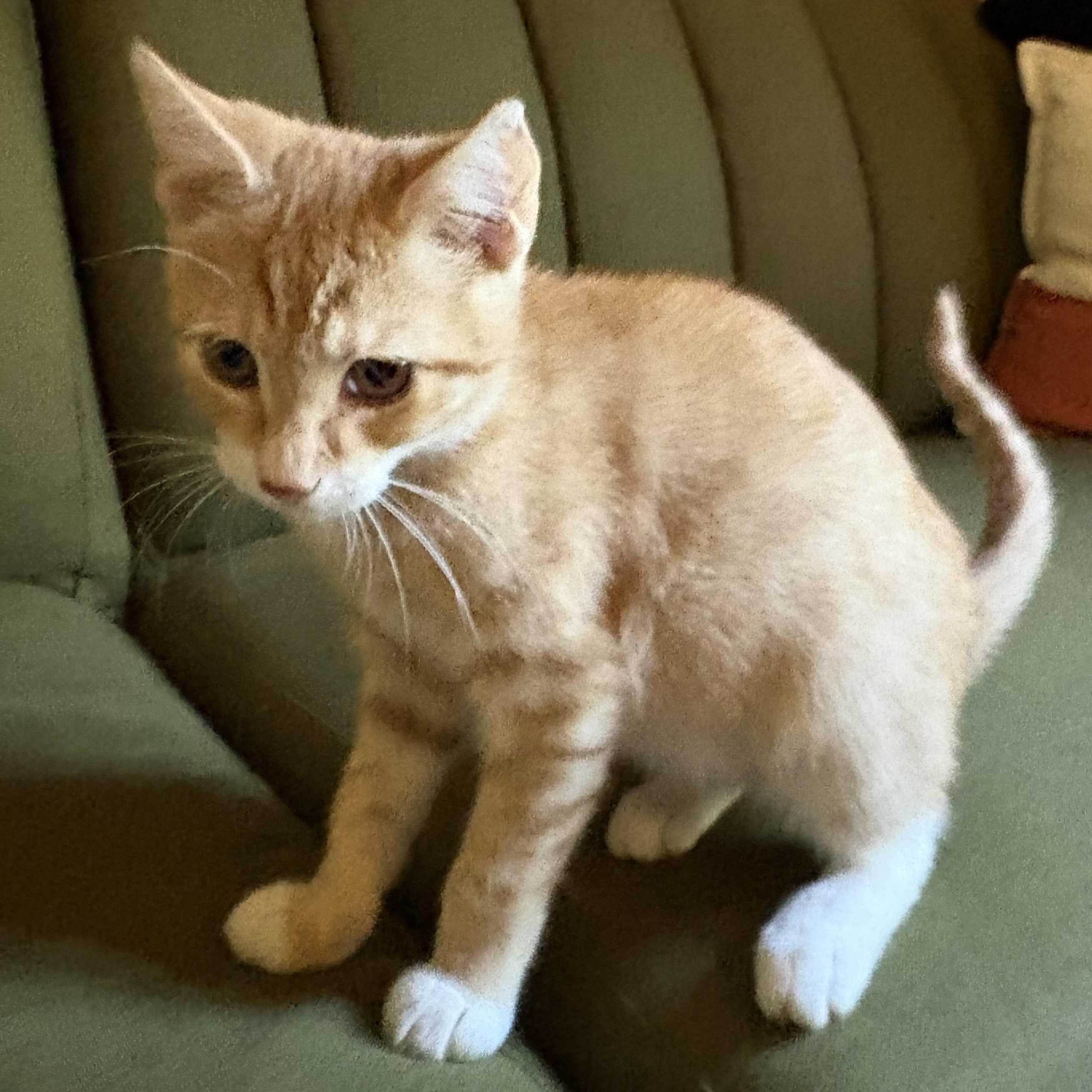 Enlarge Crush, a Adoptable Domestic Short Hair in Mississippi State, MS image 6/6