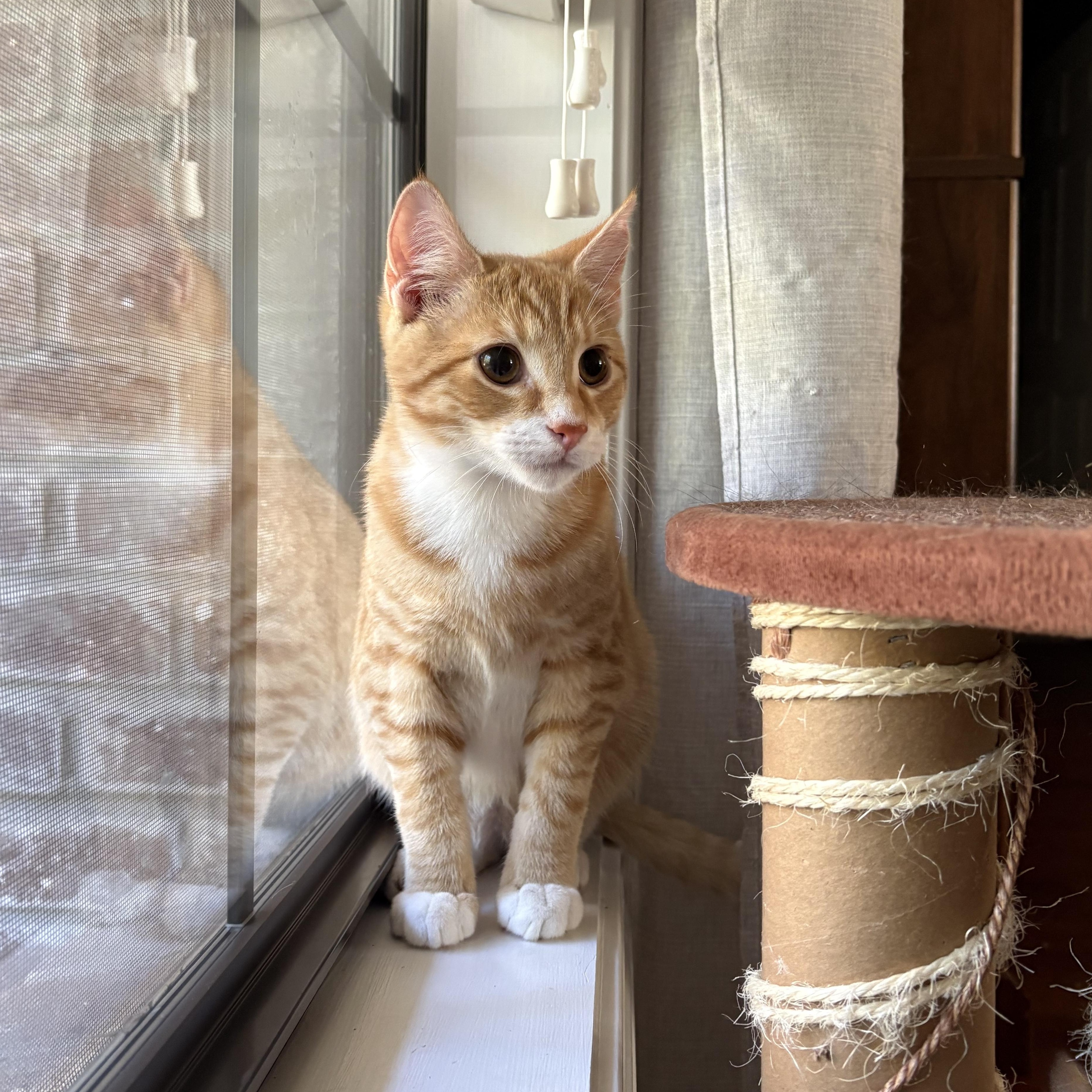 Enlarge Crush, a Adoptable Domestic Short Hair in Mississippi State, MS image 1/6